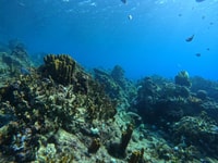 Reserve Cousteau, Scuba diving and snorkeling - Housity