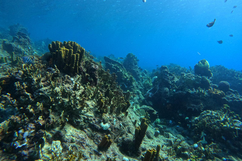 Riserva Cousteau: Immersioni e snorkeling