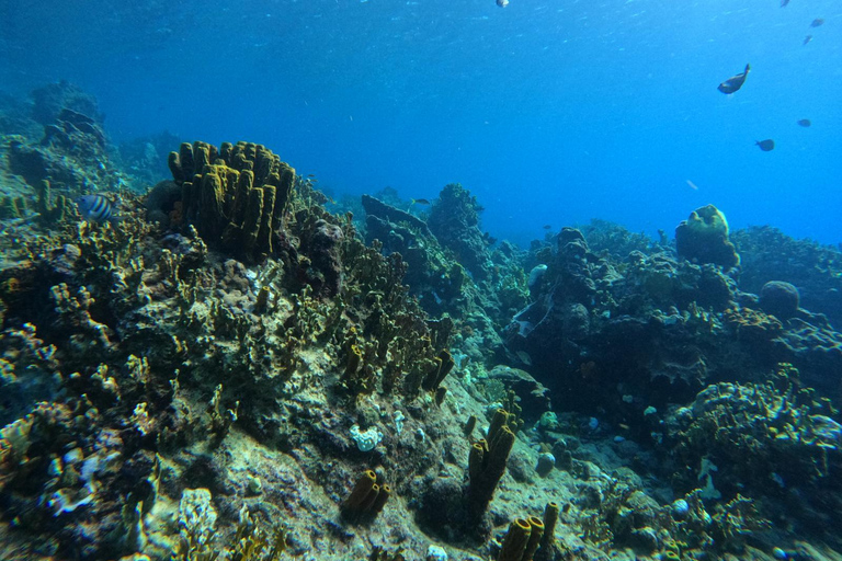 Riserva Cousteau: Immersioni e snorkeling