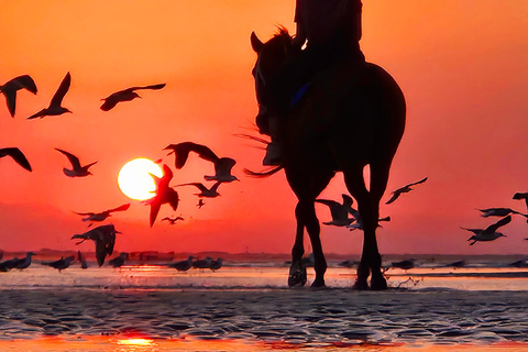 Reiten in Muscat | Reiten am StrandMuscat: Al Sawadi Beach Reiten Erfahrung