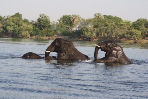 Excursión de un día completo al Parque Nacional de Chobe (safari y crucero)