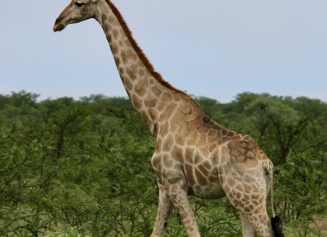 Etosha Nationalpark: Heldags eller halvdags game drive