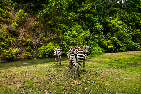Cebu: Family-Friendly Cebu Safari & Tops Tour
