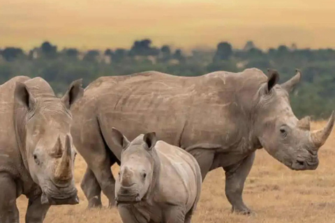 Safari di un giorno intero nella riserva di Ol Pejeta