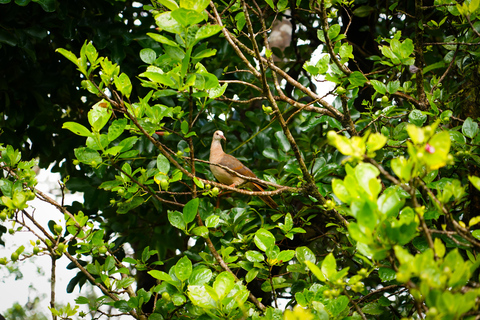 Maurice : randonnée guidée dans les gorges de la Rivière NoireMaurice : Randonnée guidée dans les gorges de la Rivière Noire