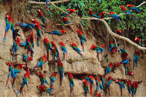 4-Day Exploration of the Manu Amazon – Departure from Cusco