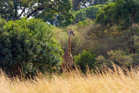 Overnight Safari to Aberdare National park from Nairobi