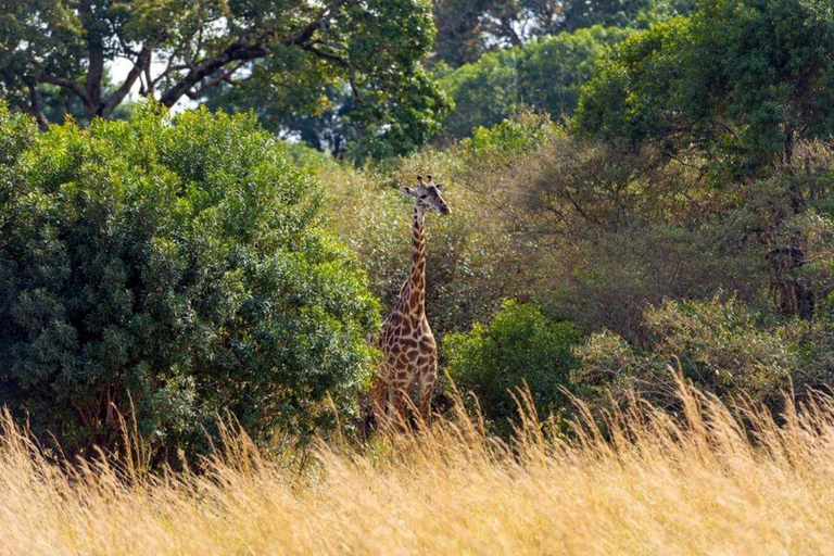 Overnight Safari to Aberdare National park from Nairobi