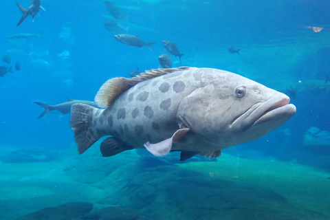 Ontdek Durban: een driedaagse ontsnapping vanuit EswatiniOntdek Durban: een driedaagse trip vanuit Eswatini