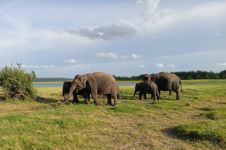 Minneriya : Safari matinal en jeep avec prise en charge à l&#039;hôtel