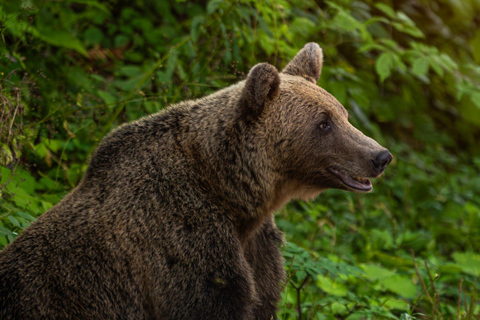 Private Bear Watching From Brasov | Szekler Food&Guarantee
