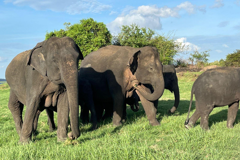 Parque Nacional de Minneriya : Safari Privado