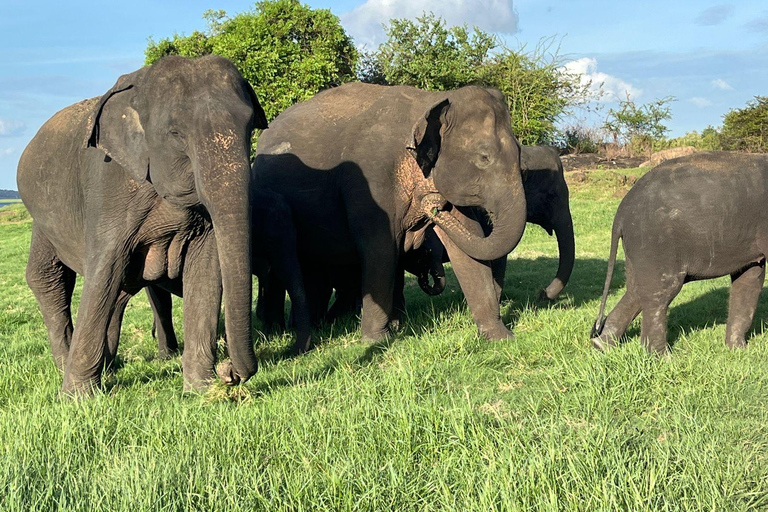 Parque Nacional de Minneriya : Safari en Jeep con entradas