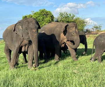 Minneriya nationalpark : Privat safari