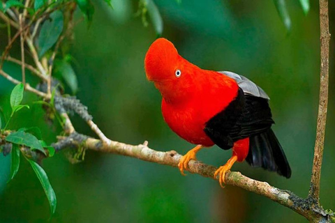 Manu 2 Days: Jungle Adventure and Wildlife Watching