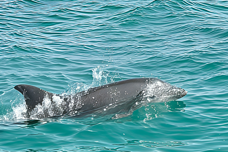 Djerba: Fast Boat Excursion to Zarzis and Dolphin Watching 90-minute Djerba-Zarzis fast boat day trip and dolphin watching