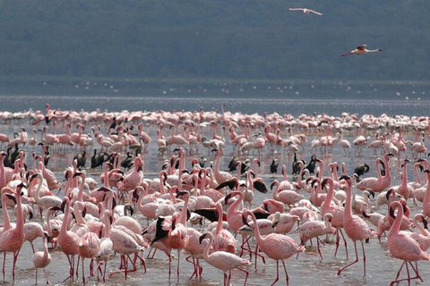 From Nairobi: Lake Nakuru National Park Safari with Lunch