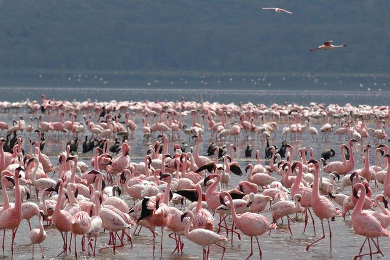 From Nairobi: Lake Nakuru National Park Safari with Lunch