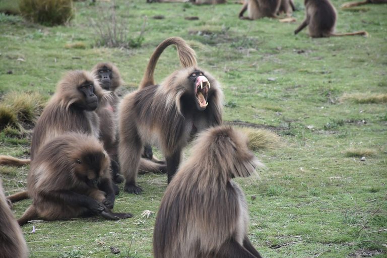 Blue Nile Gorge Wildlife & Cultural Day Trip