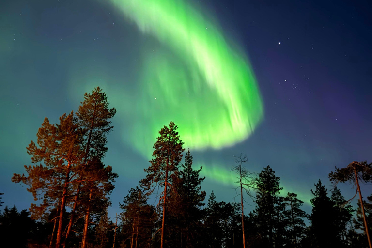 Rovaniemi: Northern Lights & Reindeer Experience