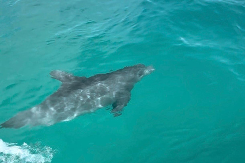 Destin: Destin Dolphin Harbor & Bay Boat Tour