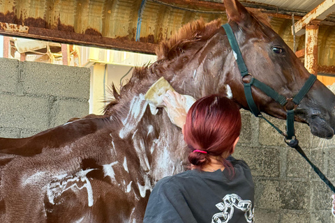 Dubai: Desert Horse Riding Experience at JSR Equestrian Club Shared Group Horse Riding - 1 Hr