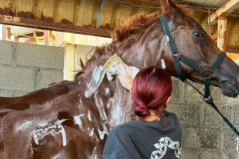 Dubai: Desert Horse Riding Experience at JSR Equestrian Club Shared Group Horse Riding - 1 Hr