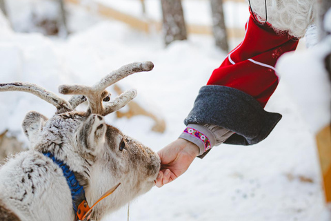 Levi：Arcandia，精灵法庭/日光和公园/黑暗精灵法庭：3 小时体验和公园之旅