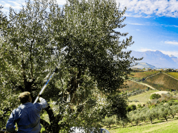 Elice (IT): "The house of snails" and beauty product
