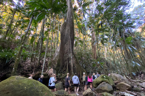 Byron Bay: Luciérnagas, Cascadas y Experiencia en la Selva Tropical