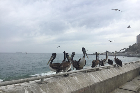 Valparaiso, Viña del Mar, vignoble, lions de mer et tour en bateau