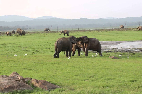 Sri Lanka : Excursão de 2 dias a Sigiriya, Dambulla e Kandy