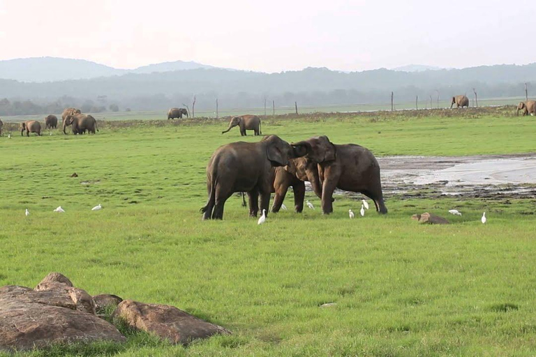 Sri Lanka: Tour di 2 giorni a Sigiriya, Dambulla e Kandy