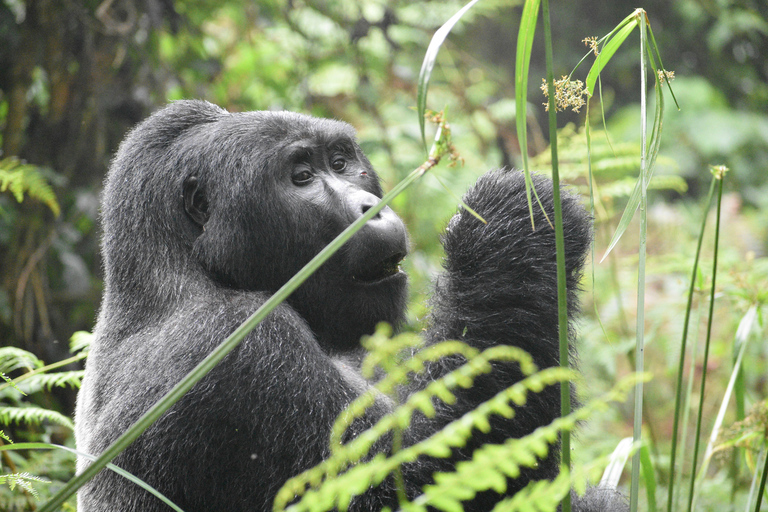 One-Day Gorilla Trek from Kigali