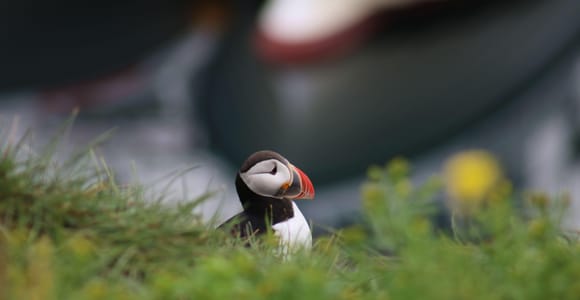 Reykjavik: 1-Hour Puffin Watching Tour