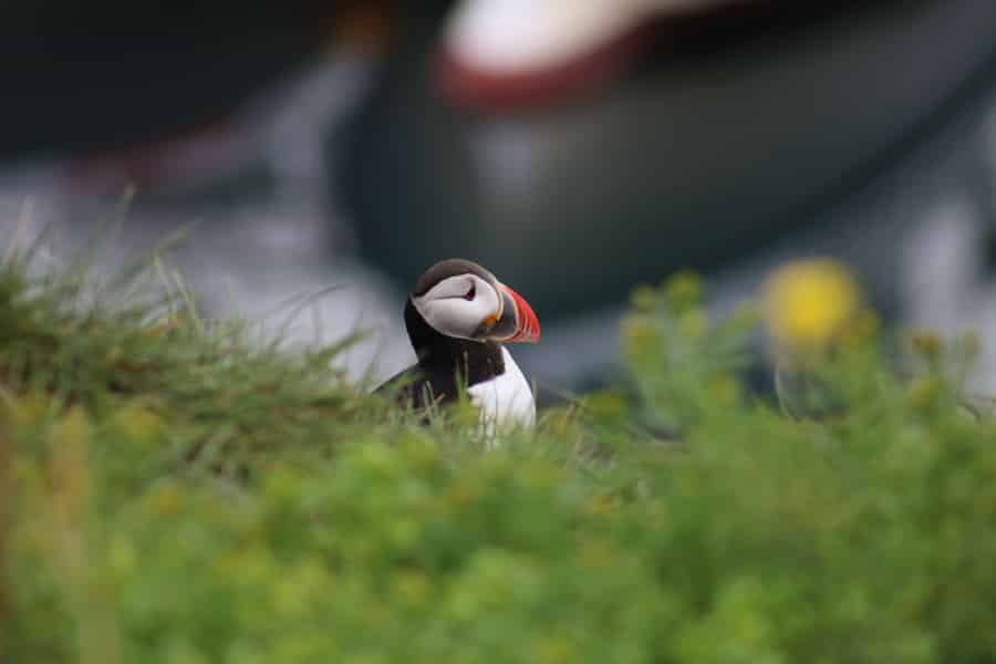 Reykjavik: 1-stündige Tour zur Papageientaucher-Beobachtung. Foto: GetYourGuide