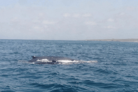 Boa Viata - Small-Group Whale Watching Tour