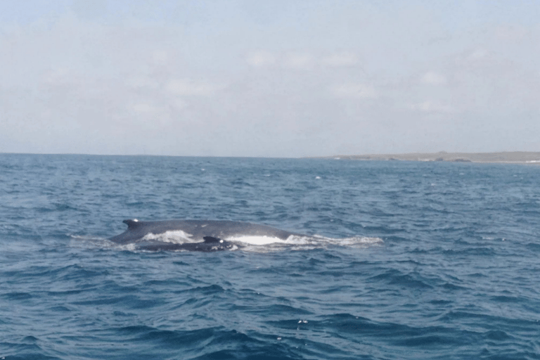 Boa Viata - Small-Group Whale Watching Tour