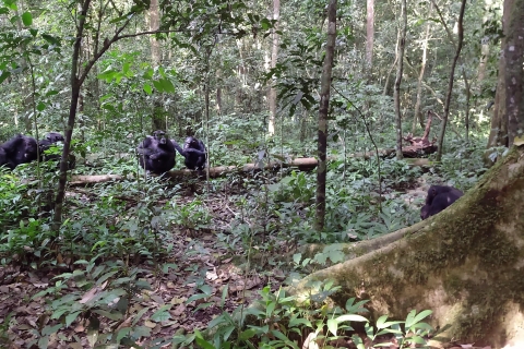 3 días de rastreo de chimpancés en Uganda