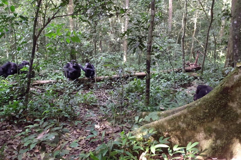 3-daagse chimpanseespeurtocht in Oeganda