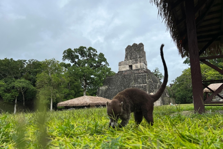 Tikal Sunrise, Archeological focus and Wildlife Spotting From El Remate Hotels and Airbnbs.