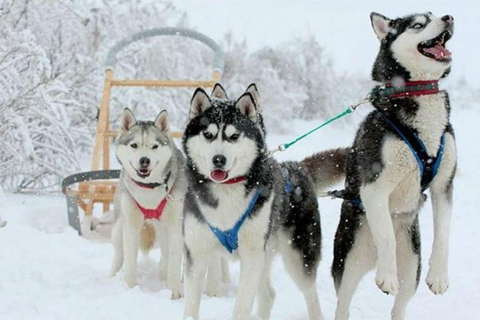 Tour Combo\Husky e giro in slitta con le renne a Levi