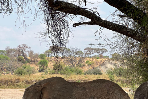 Desde Zanzíbar: safari en avión de 3 días al Serengeti y Ngorongoro