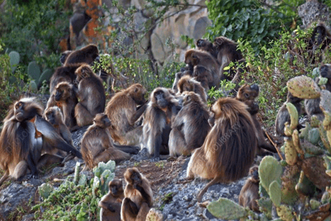 Debre Libanos: Faith, History, and the Portuguese Bridge
