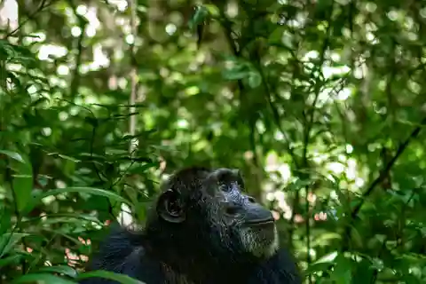 Desde Entebbe: excursión de 1 día al Santuario de Chimpancés de la Isla de Ngamba