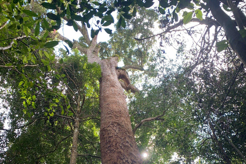 From Bentota: Sinharaja Forest Trekking with Waterfall Bath Pick up from Ahungalla / Bentota