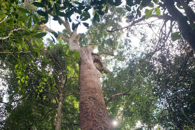 From Bentota: Sinharaja Forest Trekking with Waterfall Bath Pick up from Ahungalla / Bentota
