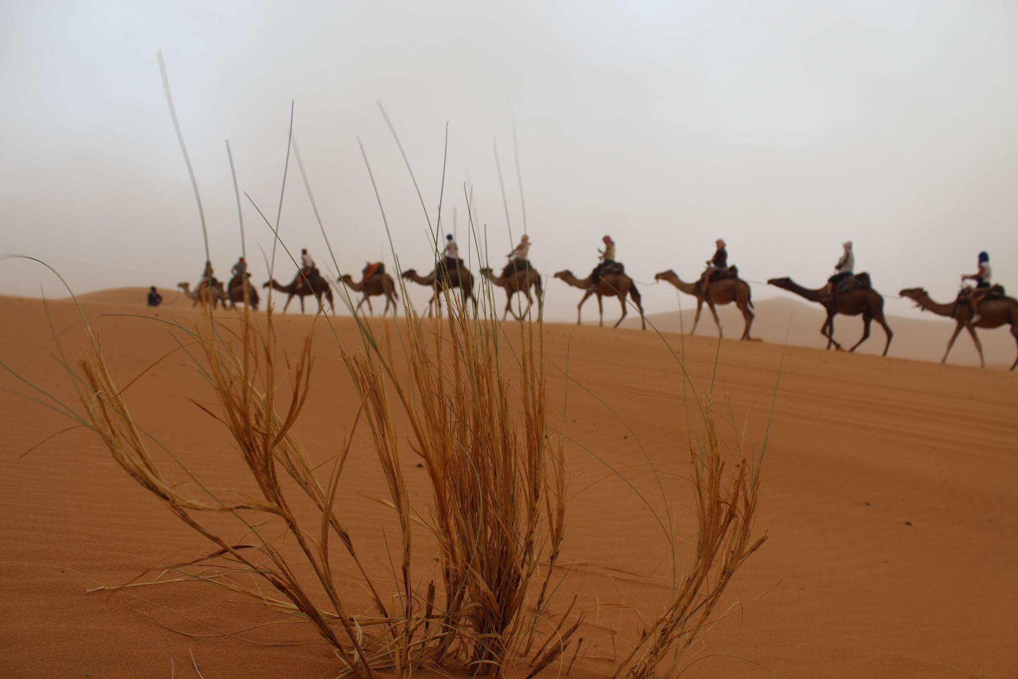 Depuis Marrakech : 4 jours dans le désert de Merzouga avec chameau et quad - Photo 1