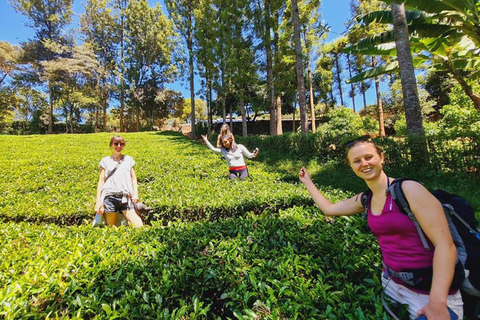 Nairobi : Purple tea farm.