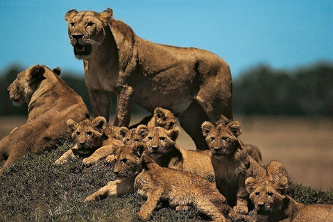 Nairobi: 3-Day epic trip to Maasai Mara Reserve with meals 3 days, 2 nights private safari to Mara in a tourist VAN